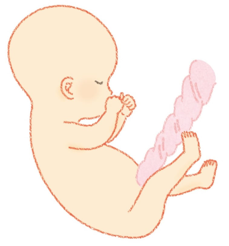 おなかの中の赤ちゃん