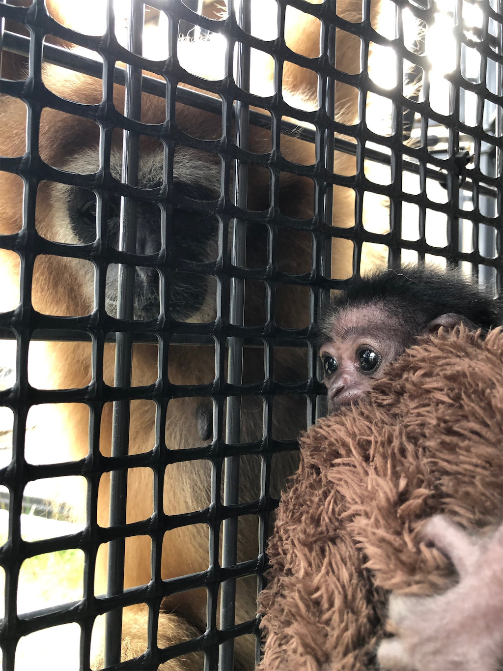 円山動物園 サル 赤ちゃん