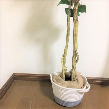 ニトリ フィカス 鉢カバー