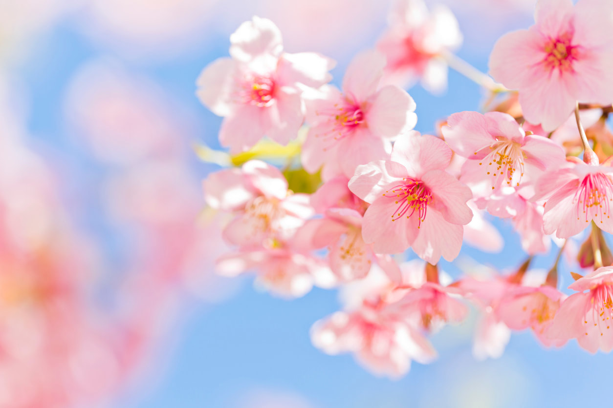 【春】をイメージした名前にはどんなものがある？3月・4月・5月生まれ赤ちゃんの名付け実例356！