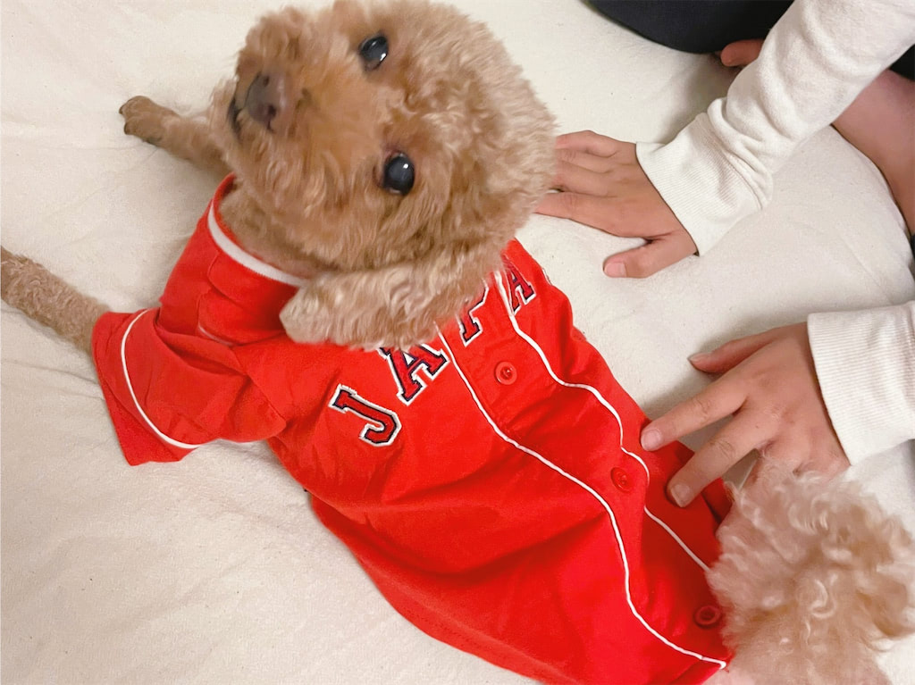 保護犬