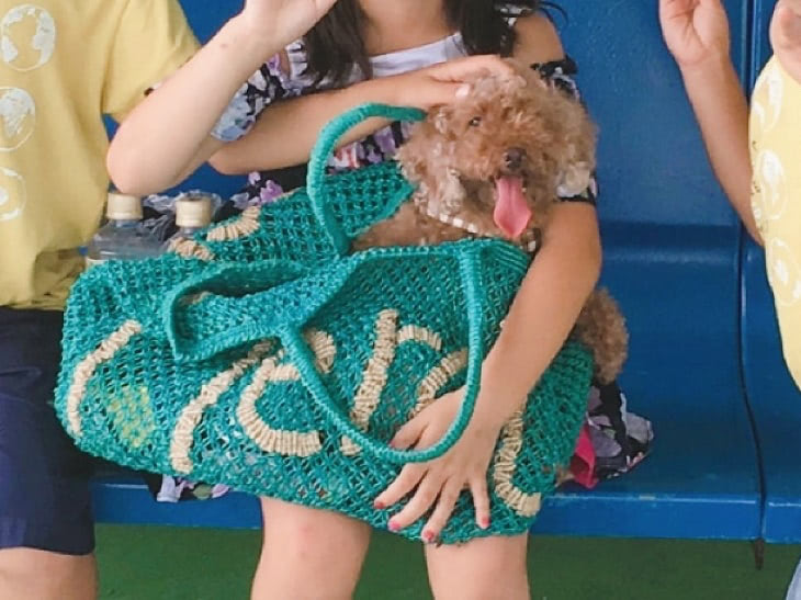保護犬 旅