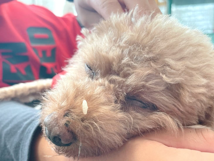 保護犬