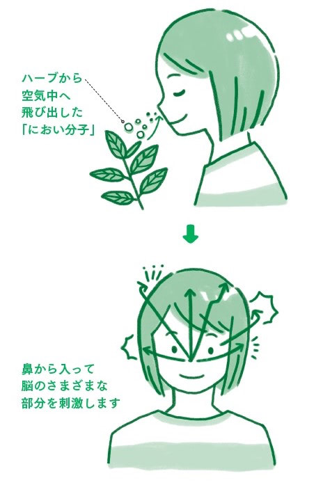 ハーブ　香り　効果
