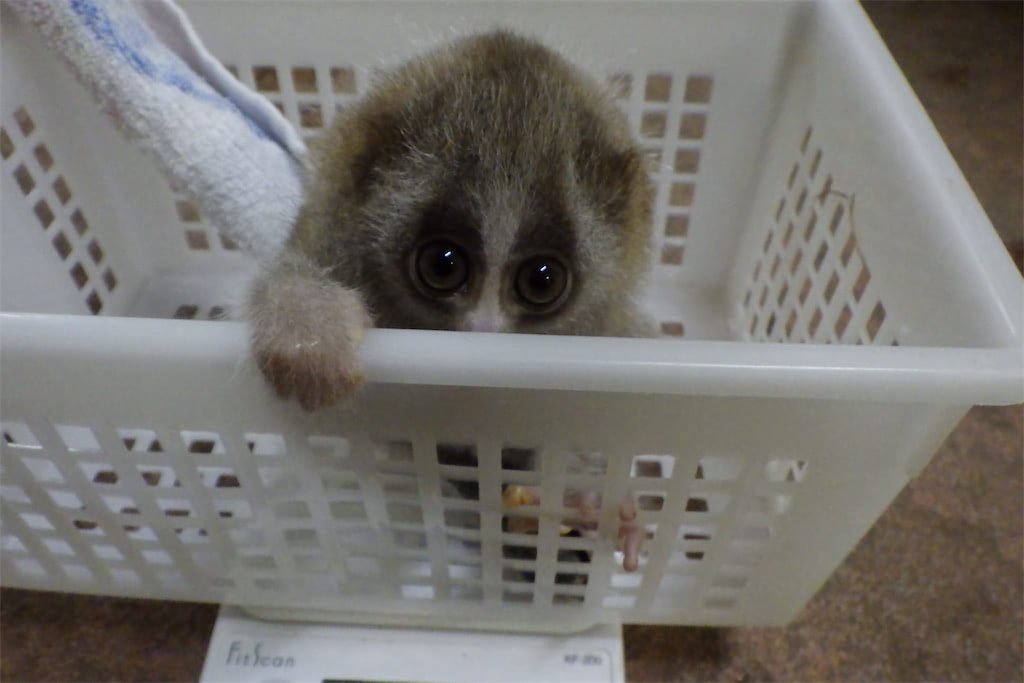 サル 赤ちゃん