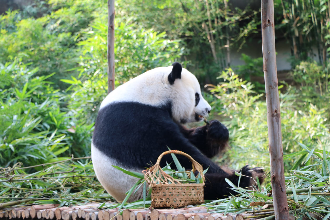 嗚呼、なんて尊いモフモフの世界&hellip;「パンダのおしり」だけをひたすら愛でる写真本がじわじわ上位化！