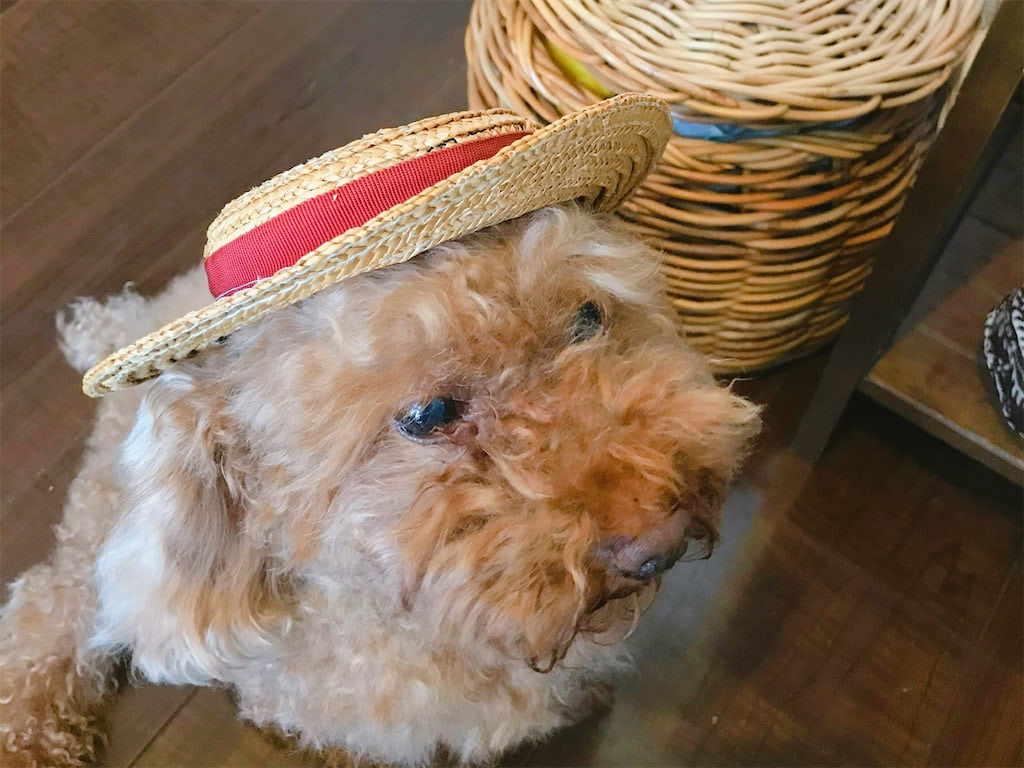 保護犬