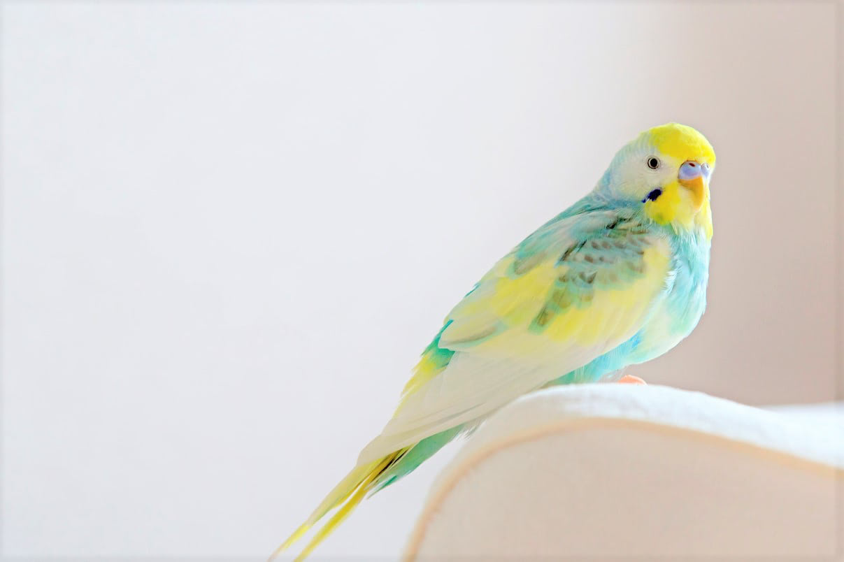 【鳥】のかわいい＆かっこいい名前343選。女の子に人気の【羽】、男の子に人気の【翔】を使った名前も！