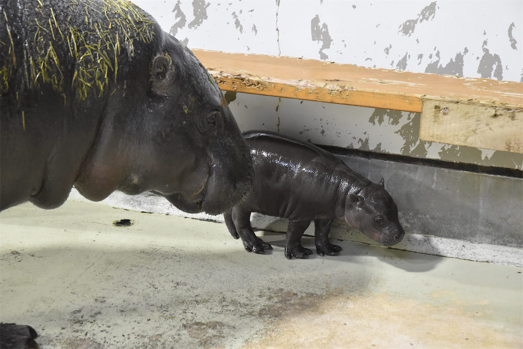動物の親子