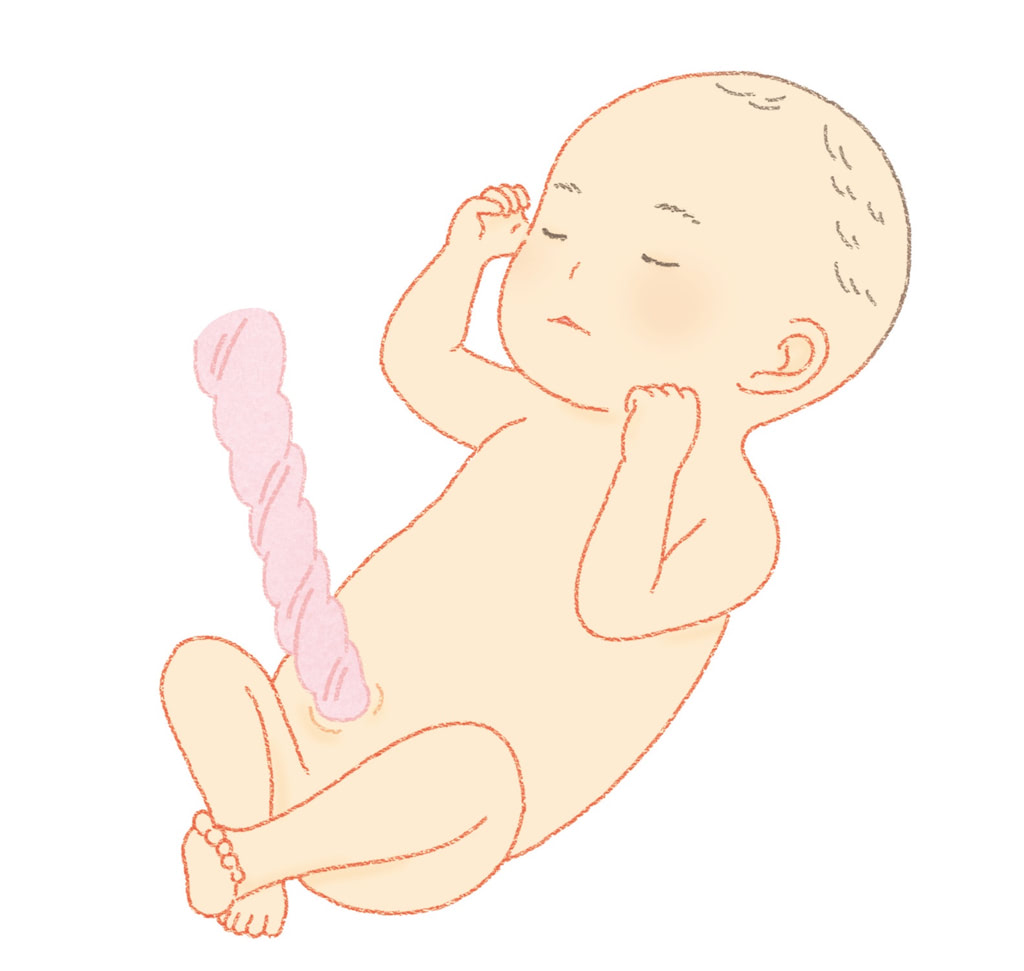 おなかの中の赤ちゃん　5ヶ月