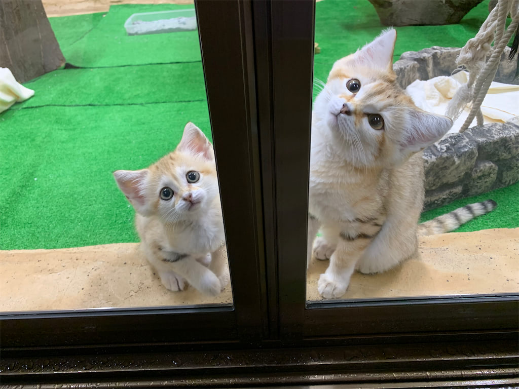 スナネコ
