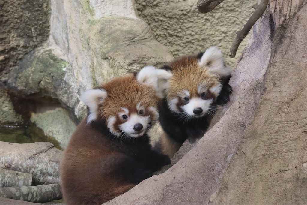 動物 赤ちゃん