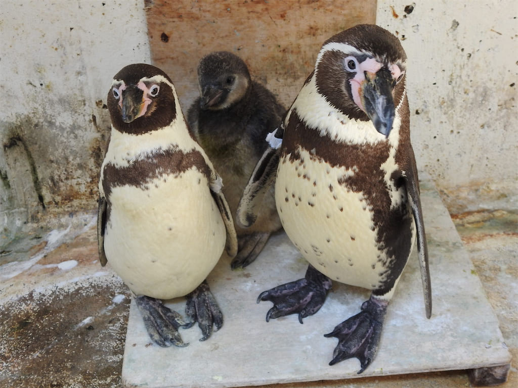 ペンギン 赤ちゃん