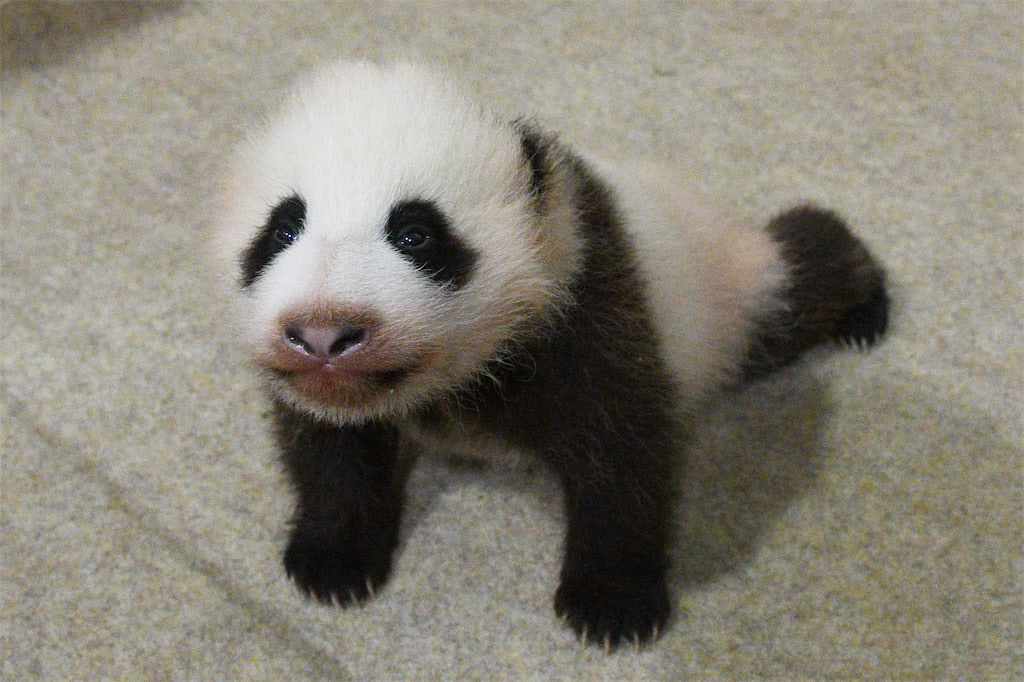 パンダ 赤ちゃん