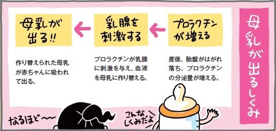 母乳　しくみ