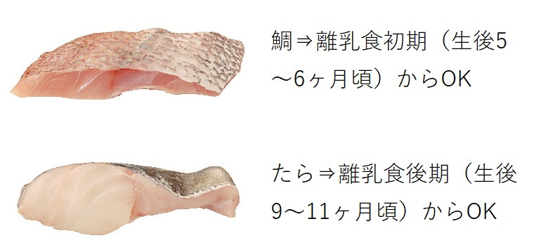 離乳食　たら　いつから