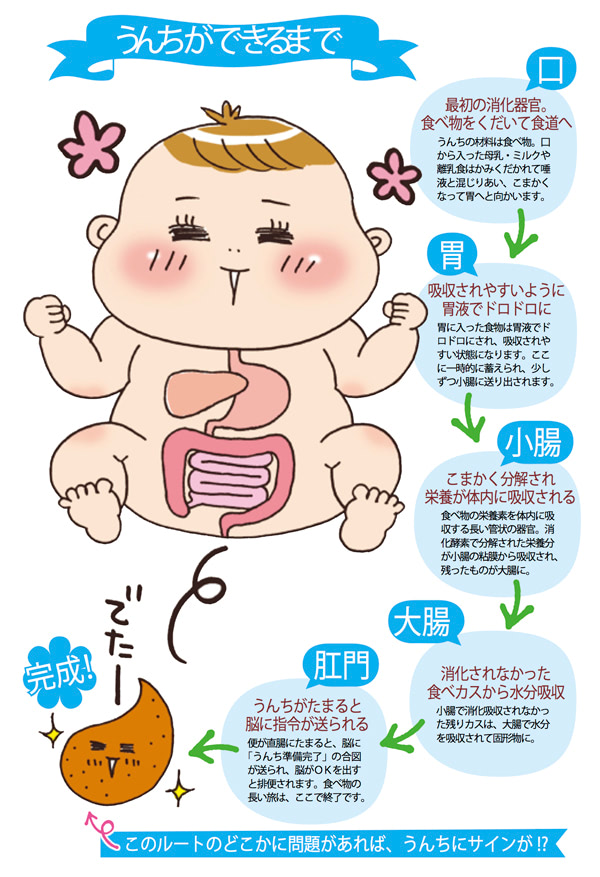 うんちができるまで　図解