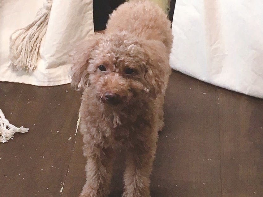 保護犬