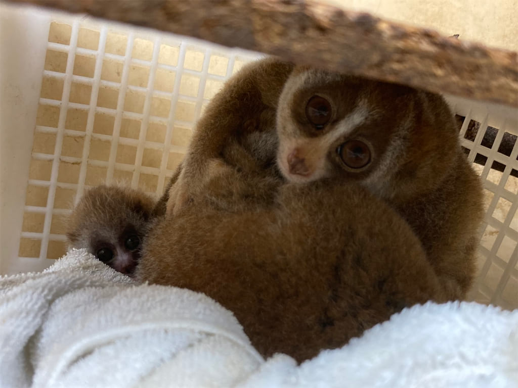 動物 赤ちゃん