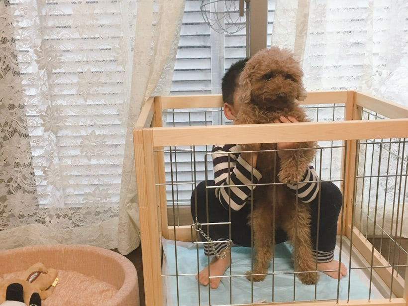 保護犬