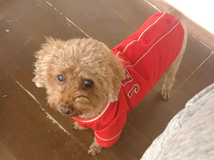 保護犬