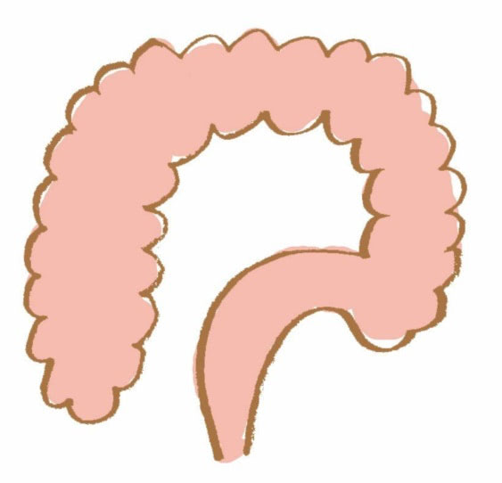 健康な腸　イラスト