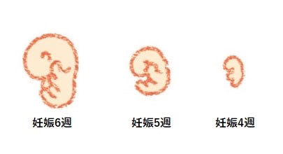 おなかの中の赤ちゃん