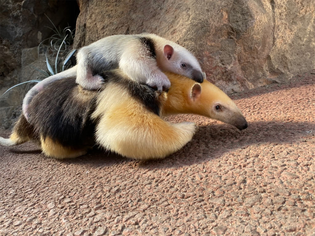 動物 赤ちゃん