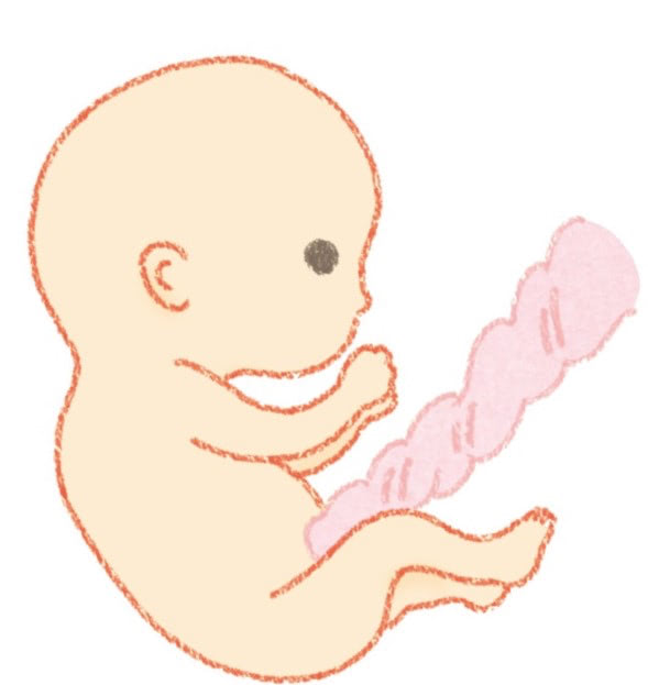 おなかの中の赤ちゃん