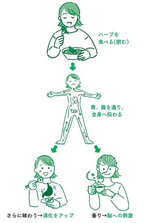 ハーブ　食べる　効果