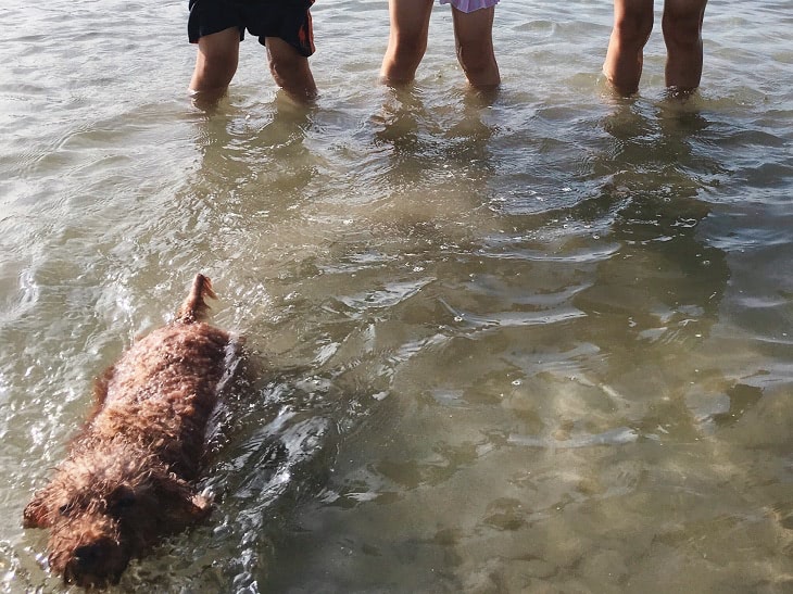 保護犬 旅