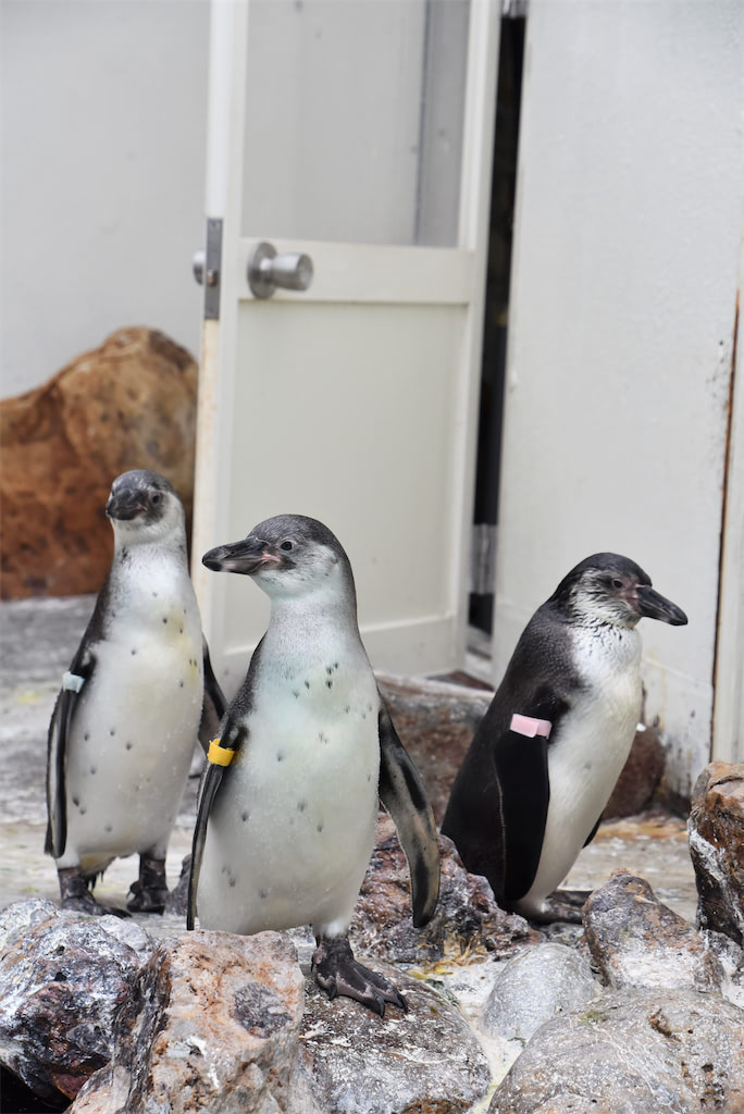 ペンギン 赤ちゃん