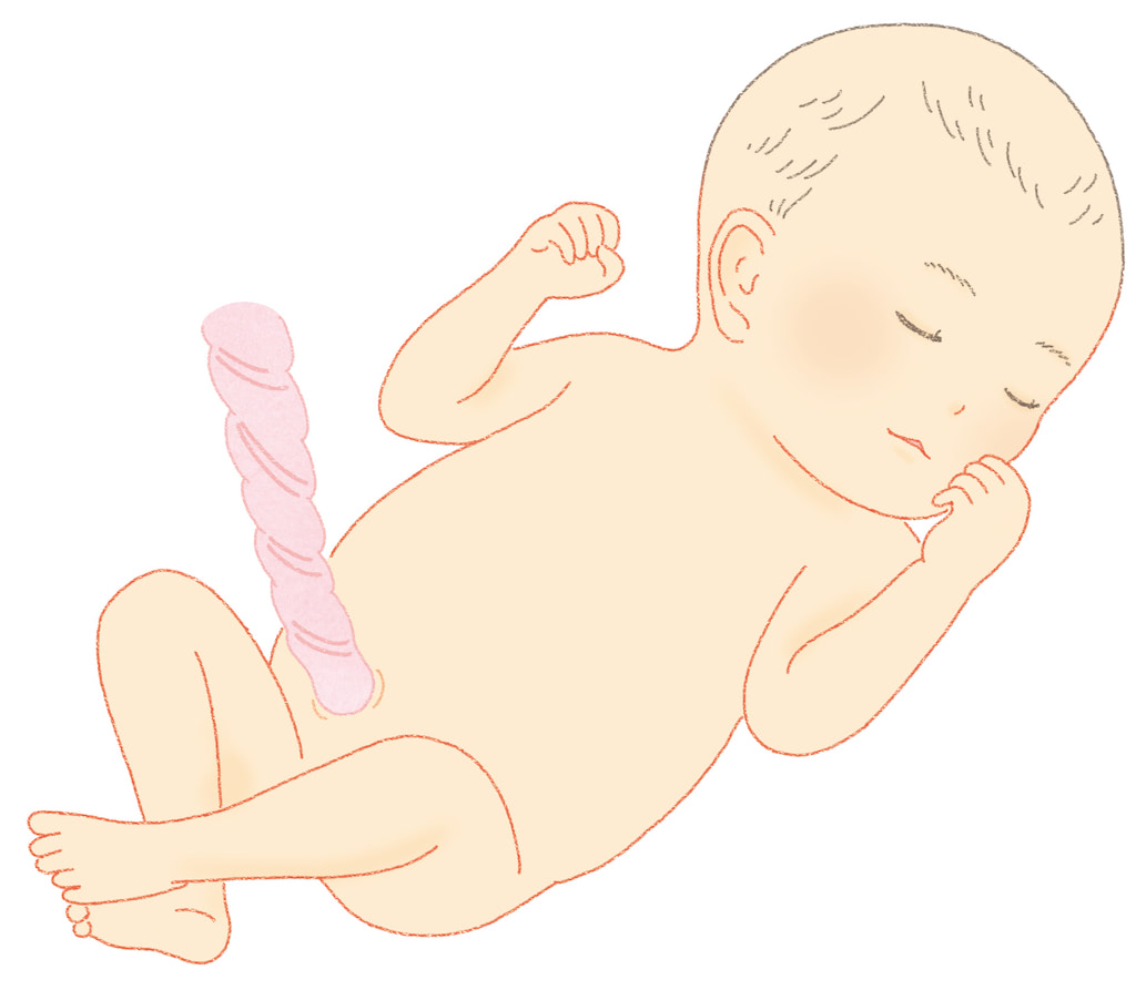 おなかの中の赤ちゃん　7ヶ月