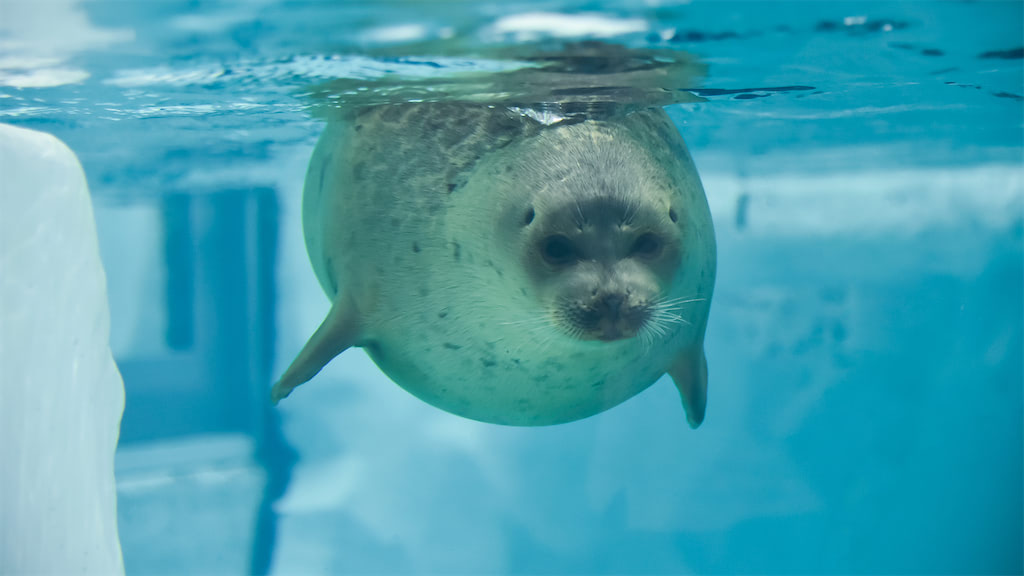 動物 赤ちゃん