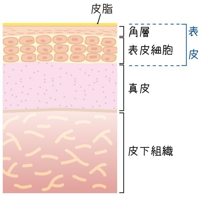 角層と表紙細胞からなる表皮。小さな子供はこの表皮が、大人の半分ほどの厚さしかありません。