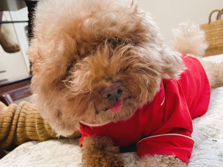 保護犬　飼い方
