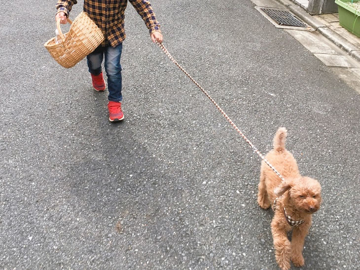元保護犬