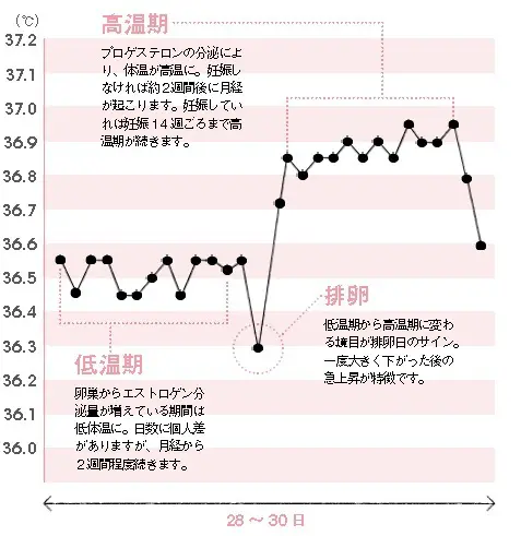 正常な基礎体温グラフ