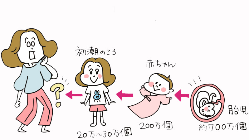 知ってる？１ヶ月に減っていく卵子はどれくらい？１個？100個？1,000個？【マンガで勉強！妊娠のしくみ】