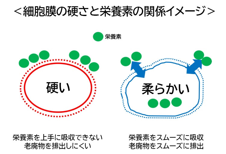 細胞膜の硬さと栄養素の関係イメージ