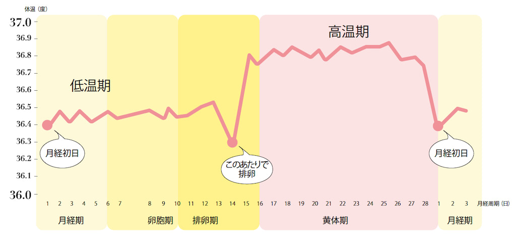 基礎体温の変化