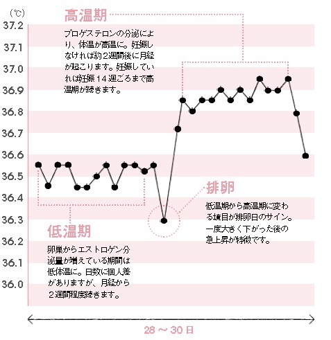 正常な基礎体温グラフ