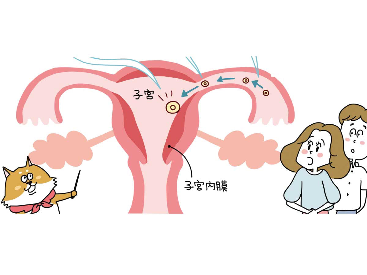 【医師監修マンガ】40歳以上は３人に１人が流産？生理、妊娠、出産…、そのとき子宮では何が起こってる？