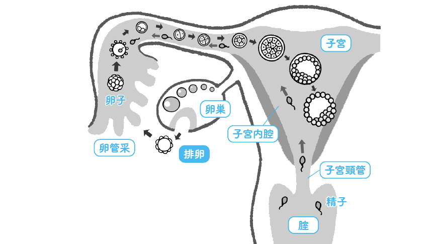 いまさら聞けない！妊娠の仕組み、妊娠までに子宮で起こっていること【妊活のキホンを医師が解説】