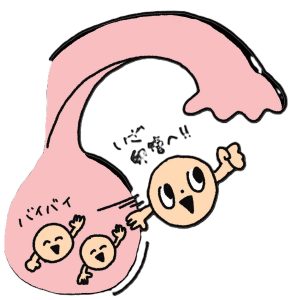排卵の仕組み