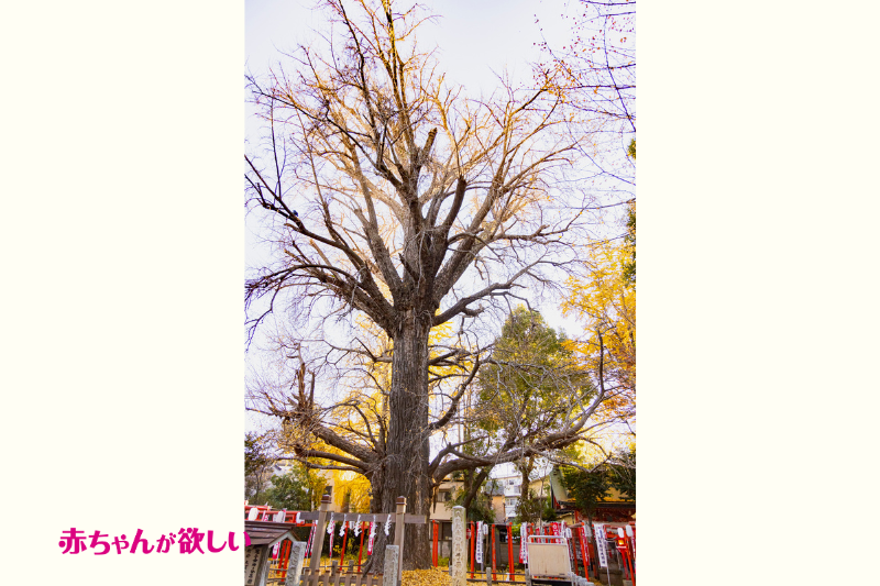 郡司りか　鬼子母神