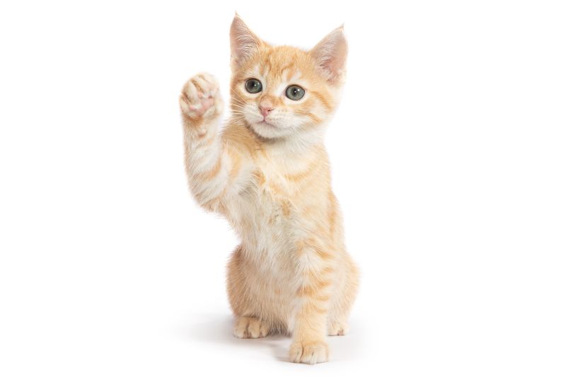 子宝風水　猫
