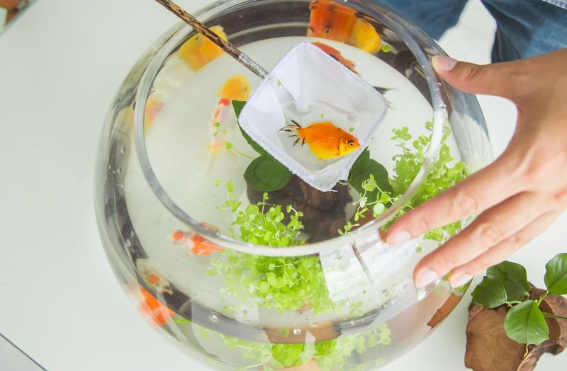 子宝風水　金魚