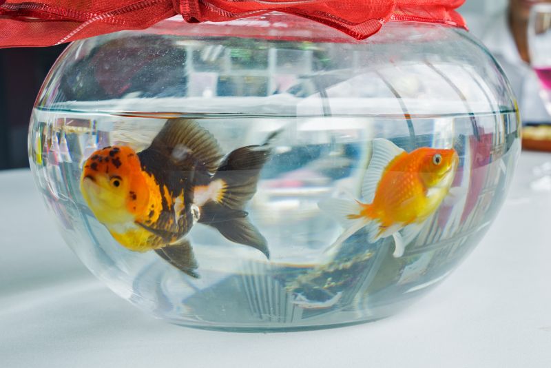 子宝風水　金魚