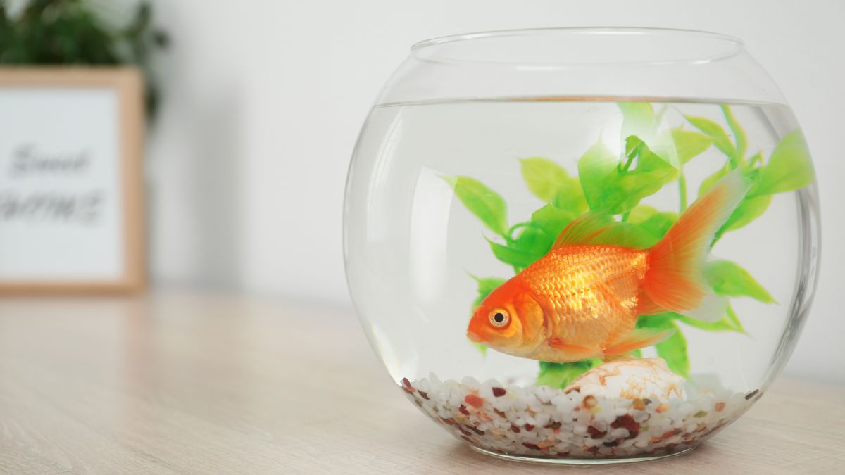 子宝運を呼び寄せる金魚は、何匹飼うのがベスト？【星読み師☆takaの子宝風水】